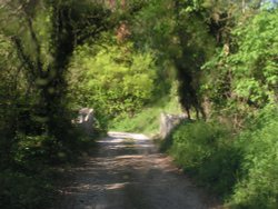 Laneway in Rousdon Manor, Devon Wallpaper