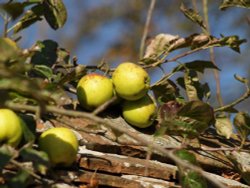 Apples on the wall of Chilton House, Chilton, Buckinghamshire Wallpaper