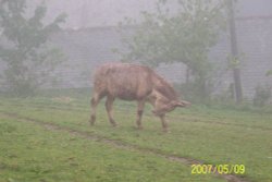 Clovelly, Devon Wallpaper