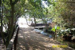 Abbotsbury Swannery, Abbotsbury, Dorset Wallpaper