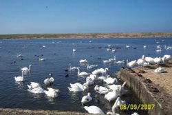 Abbotsbury Swannery, Abbotsbury, Dorset Wallpaper
