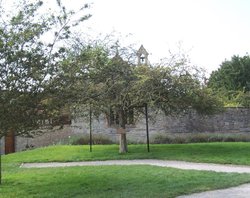 The Glastonbury Thorn, Glastonbury Abbey, Somerset Wallpaper