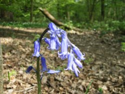 Swithland Woods, Leicestershire Wallpaper