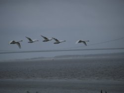 Swans in Flight over the River Humber, Lincolnshire Wallpaper
