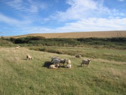 Trevarrian Countryside, Cornwall