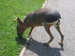Newquay Zoo, Cornwall Wallpaper