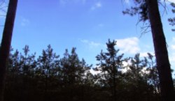 Sherwood Pines Forest Park