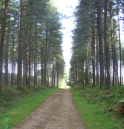 Sherwood Pines Forest Park