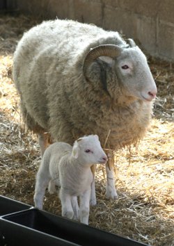 Sheep at Aldenham Reservoir Country Park, Bushey, Hertfordshire