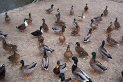 The local ducks at Wilton village, Wiltshire