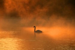 Swan on Stowepool, Lichfield Wallpaper