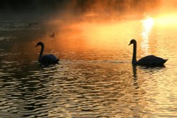 Swans on Stowepool, Lichfield at sunrise Wallpaper