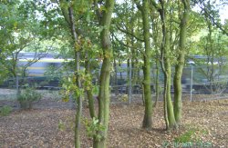 Kings Wood, Bawtry