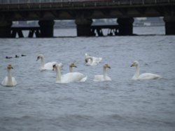 Winter Visitors Whooper Swans, New Holland, Lincolnshire Wallpaper