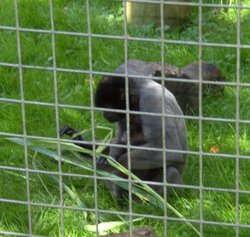 Monkeys, The Monkey Sanctuary, Looe, Cornwall Wallpaper