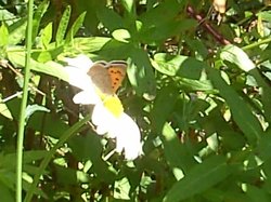 Small Copper butterfly, The Monkey Sanctuary, Looe, Cornwall