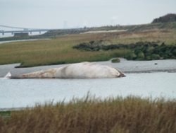 Young Whale washed up on the Humber, New Holland, Lincolnshire Wallpaper