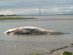Whale on the  River Humber, New Holland, Lincolnshire Wallpaper