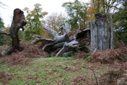 Autumn in the New Forest, Hampshire Wallpaper
