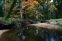 The New Forest, Hampshire Wallpaper