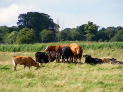 Cows at  Potter Heigham, Norfolk Wallpaper