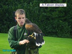 A Falcon Display at Combe Martin Wildlife & Dinosaur Park, Watermouth, Devon