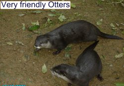 Otters at Combe Martin Wildlife & Dinosaur Park, Watermouth, Devon