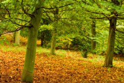At Anglesey Abbey in Autum 2007 Wallpaper