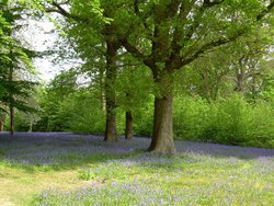 Bluebells at Hole Park Garden, Rolvenden. Kent Wallpaper