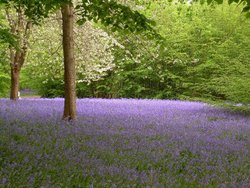 Bluebells at Hole Park Garden, Rolvenden. Kent