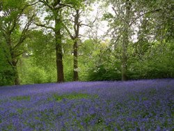 Bluebells at Hole Park Garden, Rolvenden. Kent Wallpaper