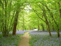 Bluebells at Hole Park Garden, Rolvenden. Kent Wallpaper