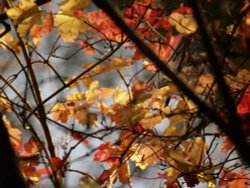 Autumn leaves, Jubilee fishing lake, Steeple Claydon, Buckinghamshire