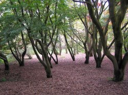 Tree trunks make a harmonious picture at Winkworth Arboretum, Godalming, Surrey