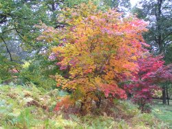 Autumn colour at Winkworth Arboretum, Godalming, Surrey Wallpaper
