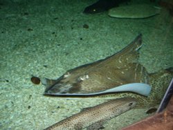 Sharks, Blue Reef Aquarium, Newquay, Cornwall