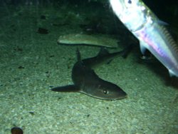 Blue Reef Aquarium, Newquay, Cornwall Wallpaper