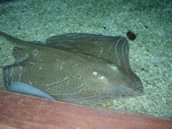 Blue Reef Aquarium, Newquay, Cornwall Wallpaper