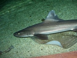 Blue Reef Aquarium, Newquay, Cornwall Wallpaper