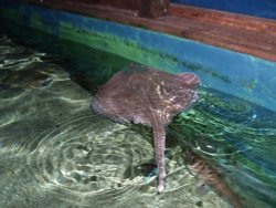 Blue Reef Aquarium, Newquay, Cornwall Wallpaper