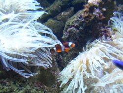 Blue Reef Aquarium, Newquay, Cornwall Wallpaper