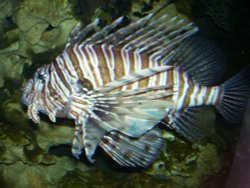 Blue Reef Aquarium, Newquay, Cornwall Wallpaper