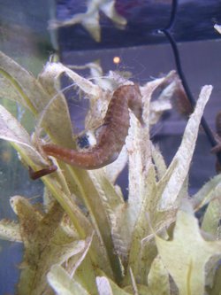 Seahorses, Blue Reef Aquarium, Newquay, Cornwall