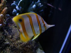 Blue Reef Aquarium, Newquay, Cornwall Wallpaper