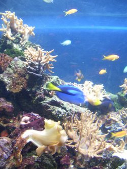 Blue Reef Aquarium, Newquay, Cornwall