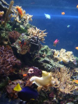Blue Reef Aquarium, Newquay, Cornwall