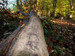 Chartam Woods, Canterbury, Kent Wallpaper