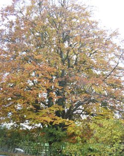 Autumn, Chesterton, Oxfordshire
