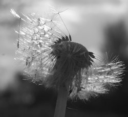 Fly away... Dandelion in Kingsbury Water Park Wallpaper