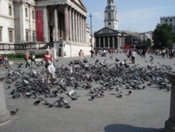 Trafalgar Square - Do Not Feed The Pigeons!